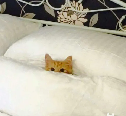 🐈 Стикер «Pishi 2» для Telegram