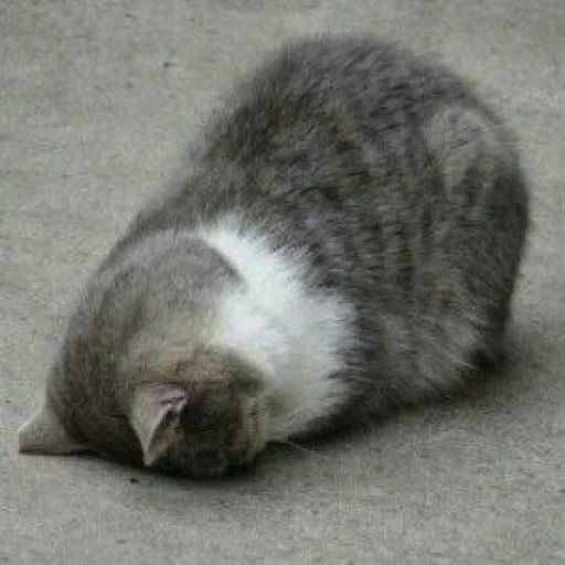 🐈 Стикер «Pishi 2» для Telegram