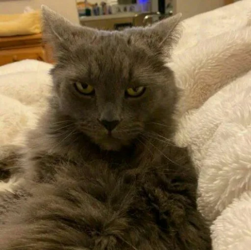 🐈 Стикер «Pishi 2» для Telegram