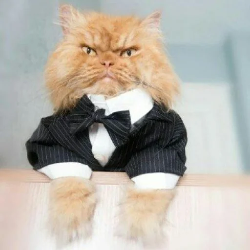 🐈 Стикер «Pishi 2» для Telegram