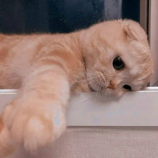 🐈 Стикер «Pishi 2» для Telegram