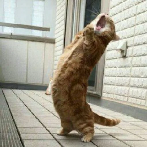 🐈 Стикер «Pishi 2» для Telegram