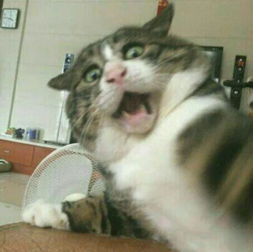 🐈 Стикер «Pishi 2» для Telegram