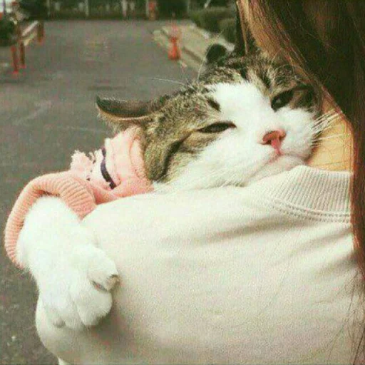 🐈 Стикер «Pishi 2» для Telegram