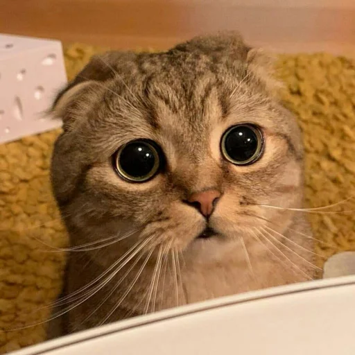 🐈 Стикер «Pishi 2» для Telegram