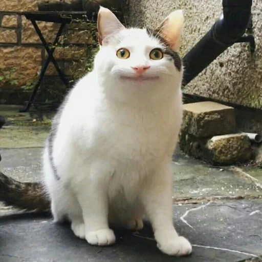 🐈 Стикер «Pishi 2» для Telegram