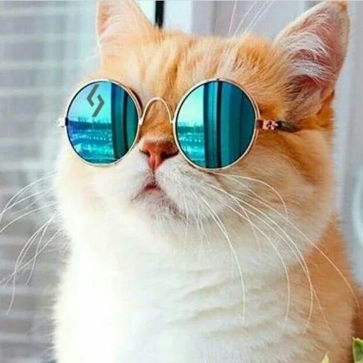 🐈 Стикер «Pishi 2» для Telegram