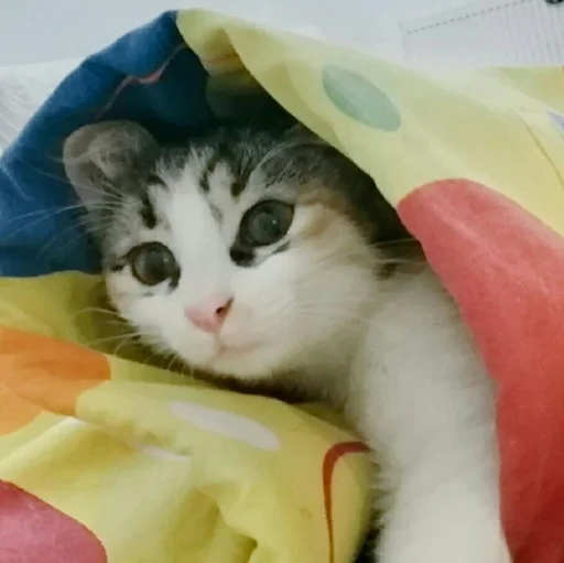 🐈 Стикер «Pishi 2» для Telegram