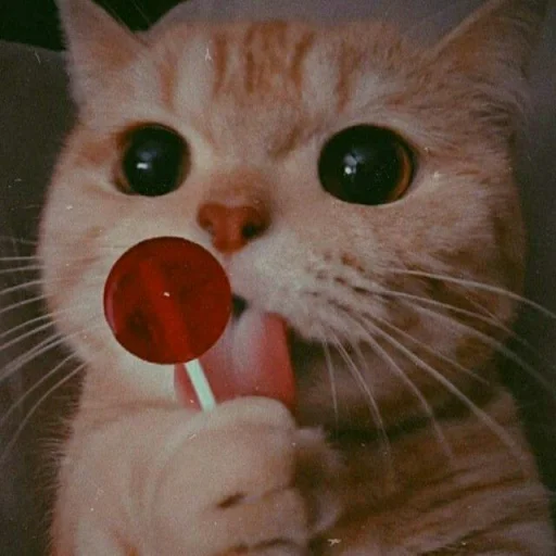 🐈 Стикер «Pishi 2» для Telegram