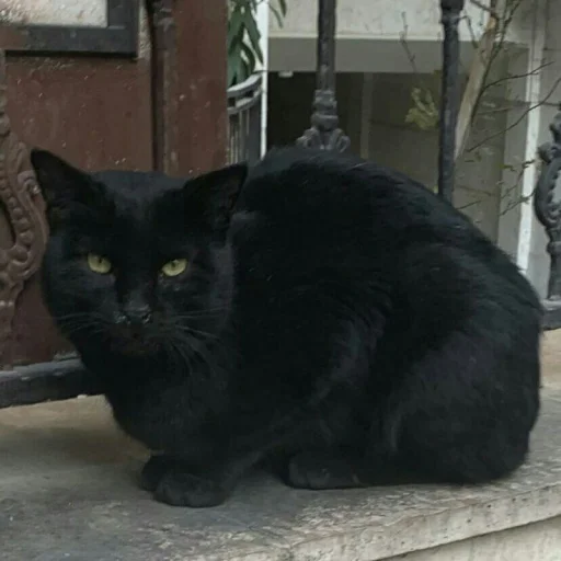 🐈 Стикер «Pishi 2» для Telegram