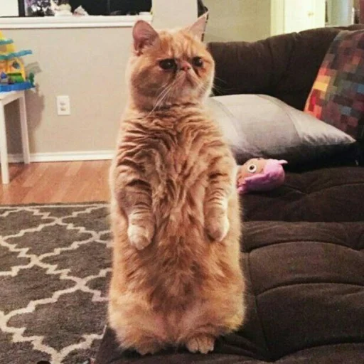 🐈 Стикер «Pishi 2» для Telegram