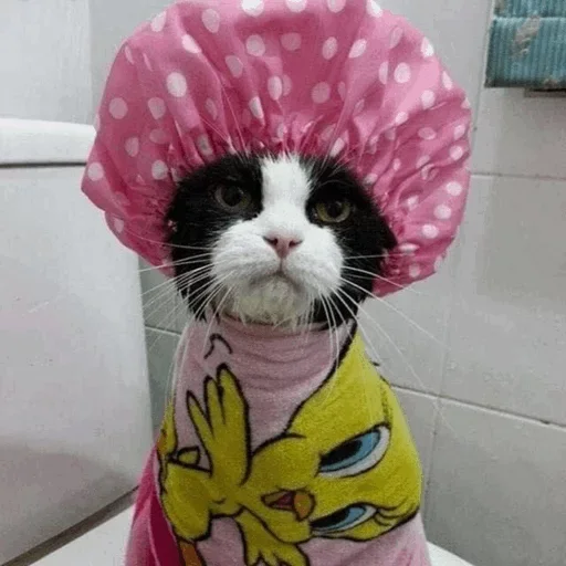 🐈 Стикер «Pishi 2» для Telegram