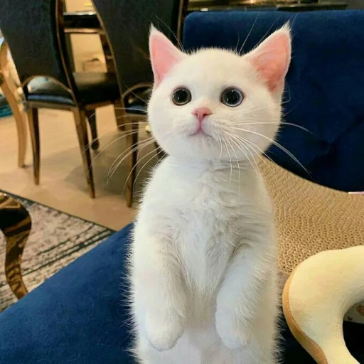 🐈 Стикер «Pishi 2» для Telegram