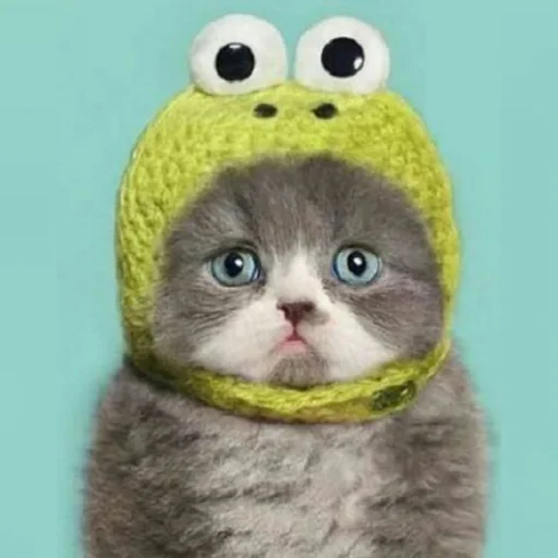 🐈 Стикер «Pishi 2» для Telegram