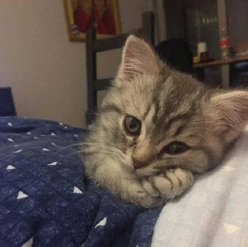 🐈 Стикер «Pishi 2» для Telegram