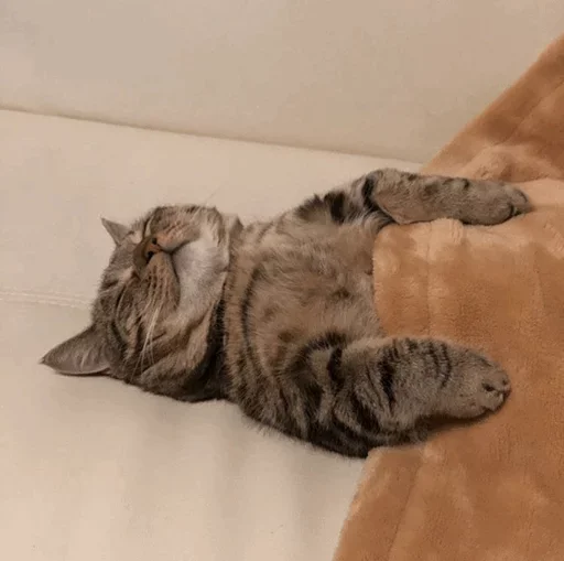 🐈 Стикер «Pishi 2» для Telegram