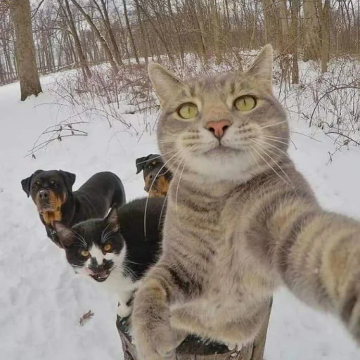 🐈 Стикер «Pishi 3» для Telegram