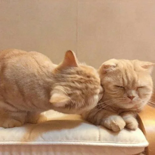 🐈 Стикер «Pishi 3» для Telegram