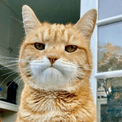 🐈 Стикер «Pishi 3» для Telegram
