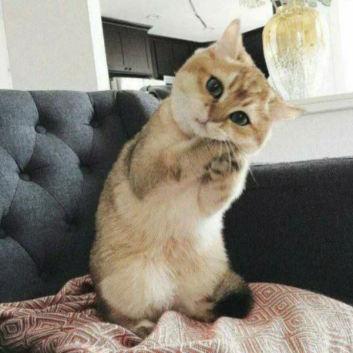 🐈 Стикер «Pishi 3» для Telegram