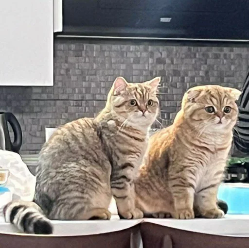 🐈 Стикер «Pishi 3» для Telegram