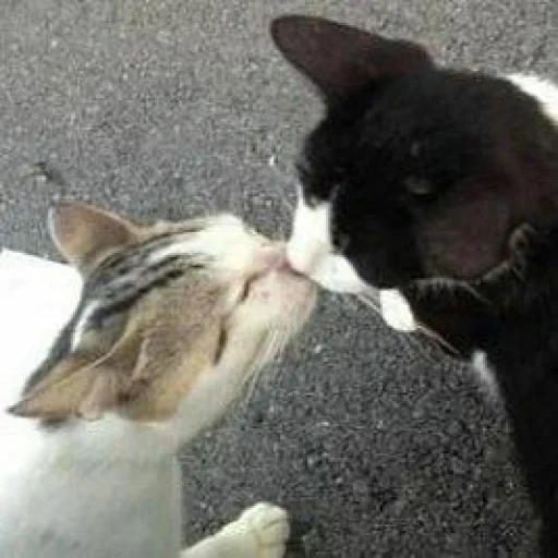 🐈 Стикер «Pishi 3» для Telegram