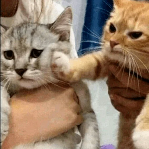 🐈 Стикер «Pishi 3» для Telegram