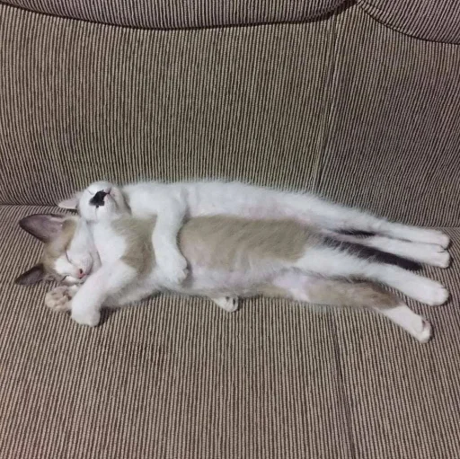 🐈 Стикер «Pishi 3» для Telegram