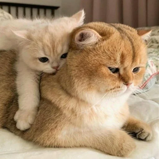 🐈 Стикер «Pishi 3» для Telegram