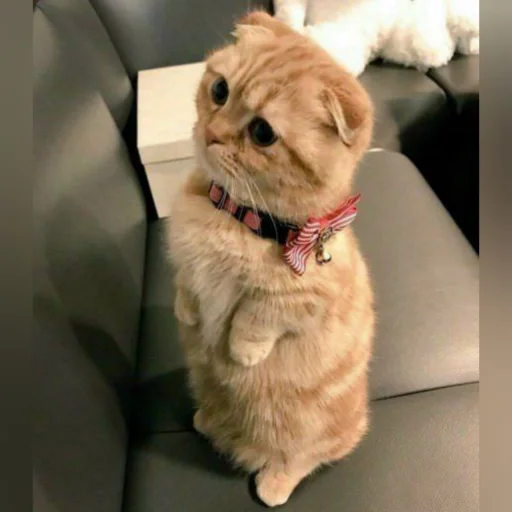 🐈 Стикер «Pishi 3» для Telegram