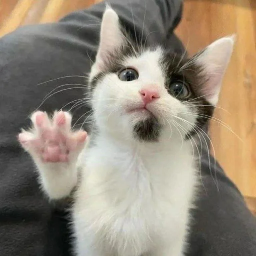 🐈 Стикер «Pishi 3» для Telegram