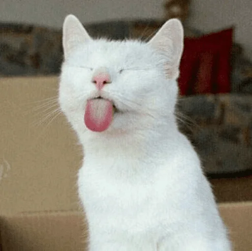 🐈 Стикер «Pishi 3» для Telegram