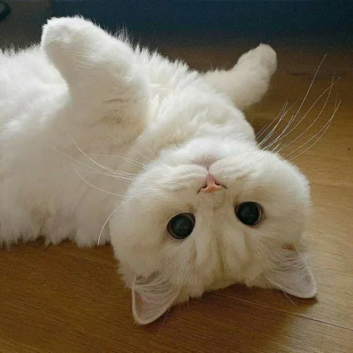 🐈 Стикер «Pishi 3» для Telegram