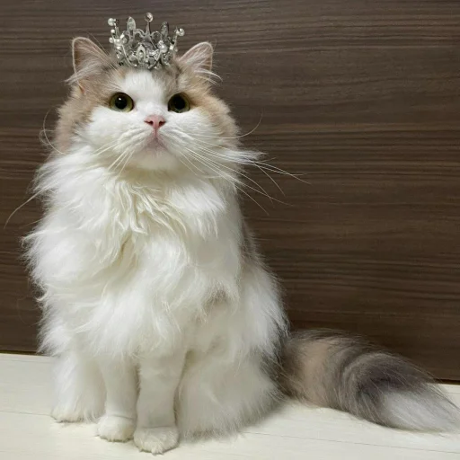 🐈 Стикер «Pishi 3» для Telegram