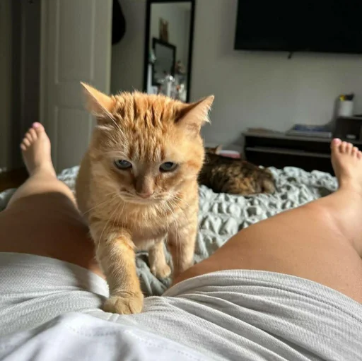 🐈 Стикер «Pishi 3» для Telegram