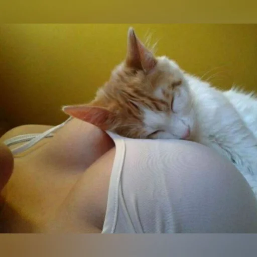 🐈 Стикер «Pishi 3» для Telegram