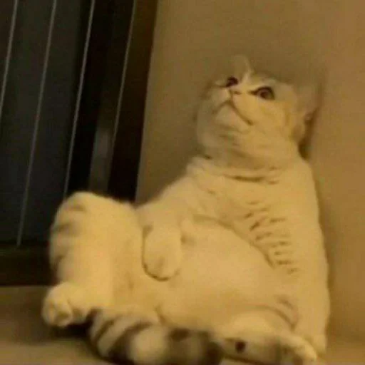 🐈 Стикер «Pishi 3» для Telegram