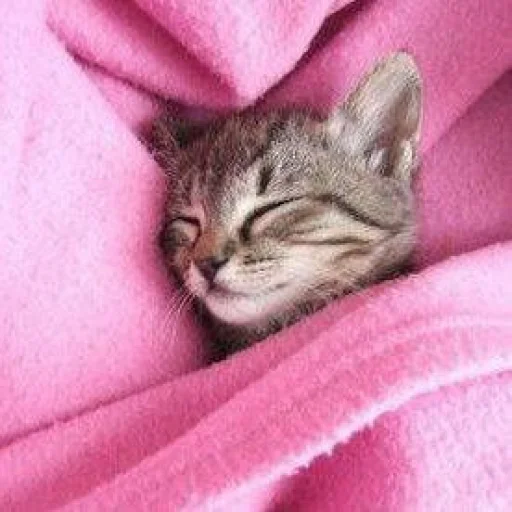 🐈 Стикер «Pishi 3» для Telegram