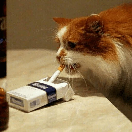 🐈 Стикер «Pishi 3» для Telegram