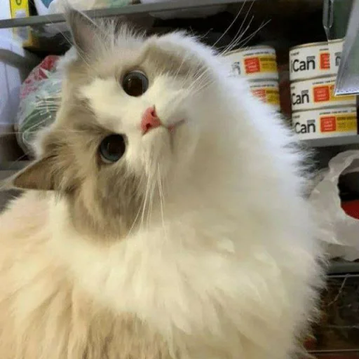 🐈 Стикер «Pishi 3» для Telegram