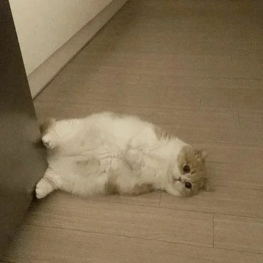 🐈 Стикер «Pishi 3» для Telegram