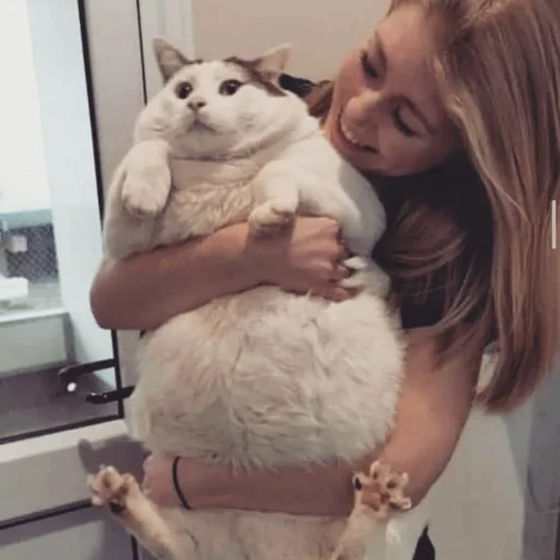 🐈 Стикер «Pishi 3» для Telegram