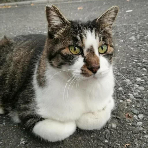🐈 Стикер «Pishi 3» для Telegram