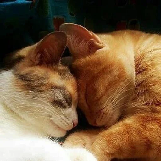 🐈 Стикер «Pishi 3» для Telegram