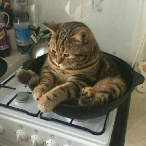 🐈 Стикер «Pishi 3» для Telegram