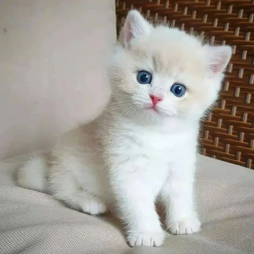 🐈 Стикер «Pishi 3» для Telegram