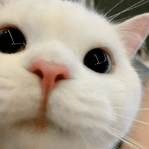 🐈 Стикер «Pishi 3» для Telegram