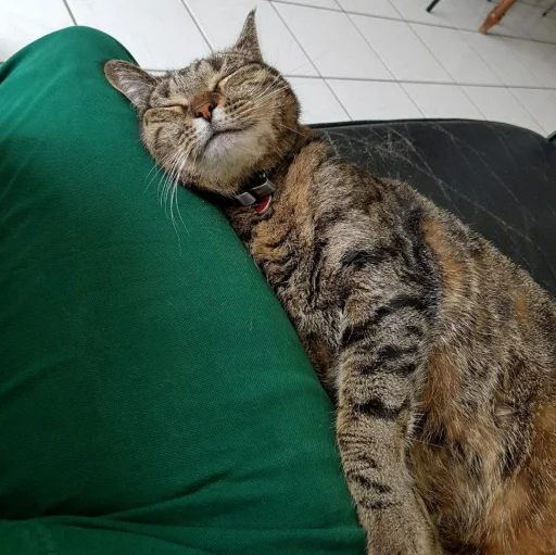 🐈 Стикер «Pishi 3» для Telegram