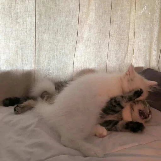 🐈 Стикер «Pishi 3» для Telegram