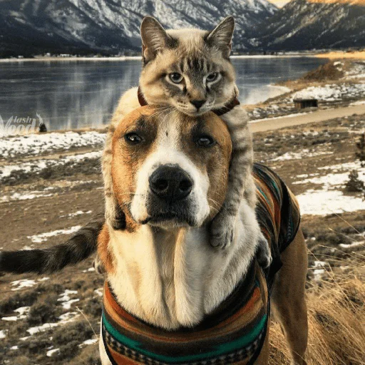 🐈 Стикер «Pishi 3» для Telegram